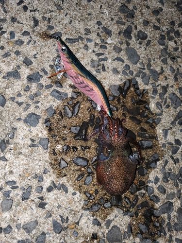 ミミイカの釣果