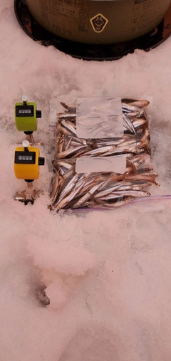 ワカサギの釣果