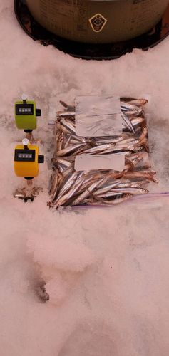 ワカサギの釣果