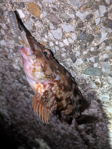 カサゴの釣果
