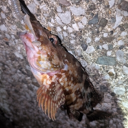 カサゴ
