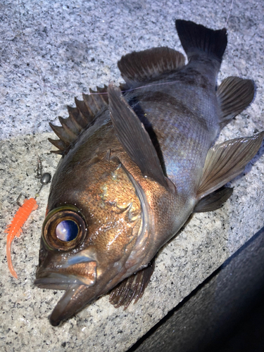 メバルの釣果