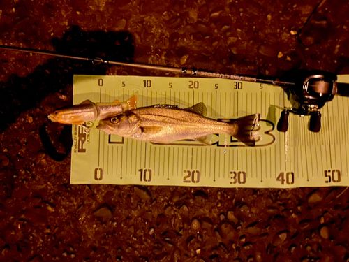 セイゴ（マルスズキ）の釣果