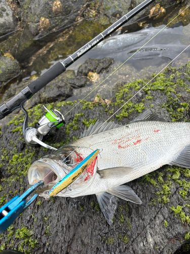 ヒラスズキの釣果