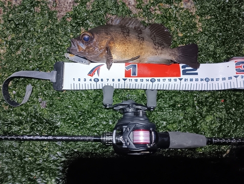 メバルの釣果