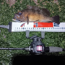 メバル