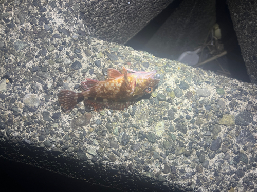 カサゴの釣果