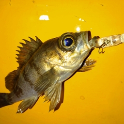 メバル
