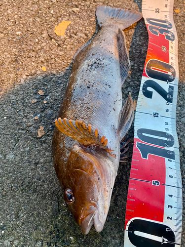 アブラコの釣果