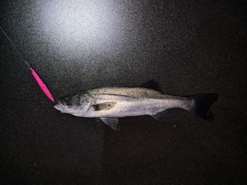 フッコ（マルスズキ）