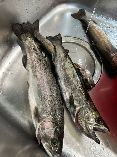 ニジマスの釣果