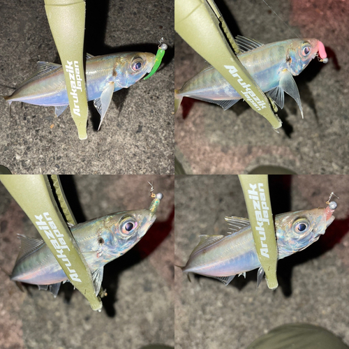 アジの釣果