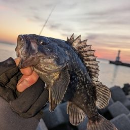 クロソイ