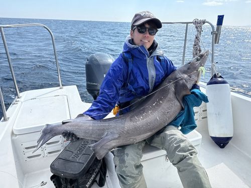 タロウザメの釣果