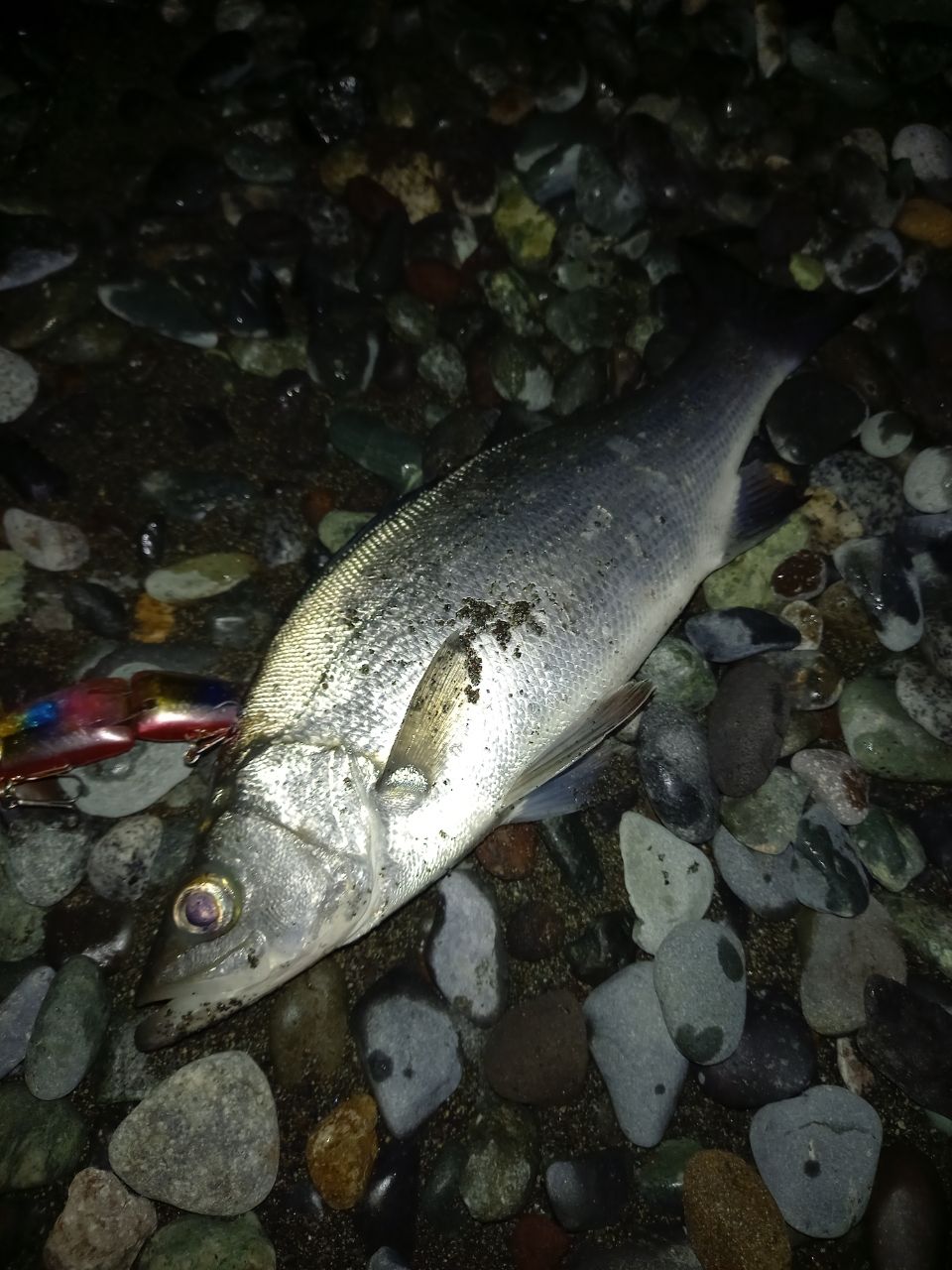 フッコ（ヒラスズキ）