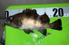 シロメバルの釣果