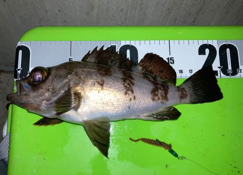 シロメバルの釣果