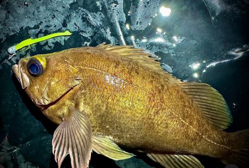シロメバルの釣果