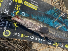 ライギョの釣果