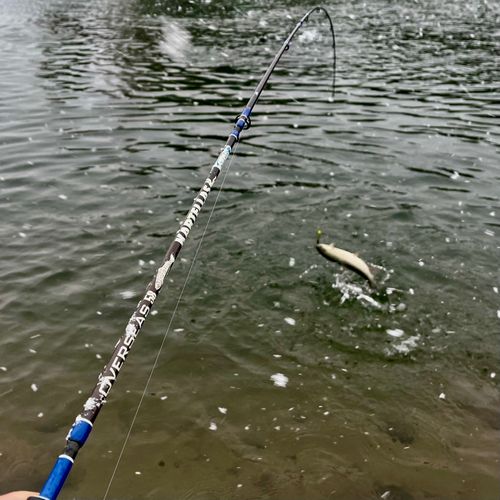 ニジマスの釣果