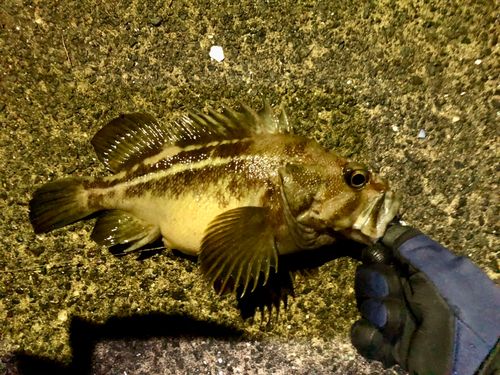 シマソイの釣果