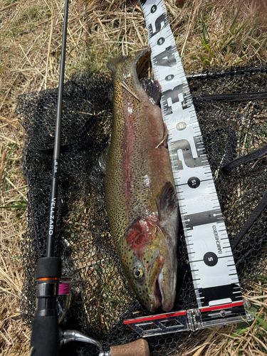 ニジマスの釣果