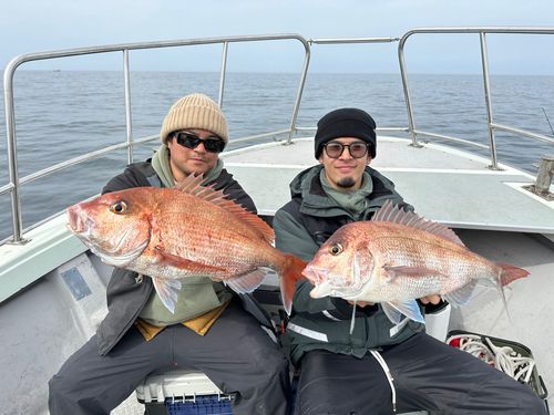 マダイの釣果