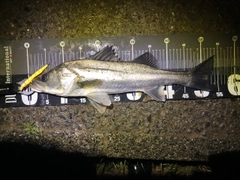 シーバスの釣果