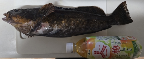 アイナメの釣果