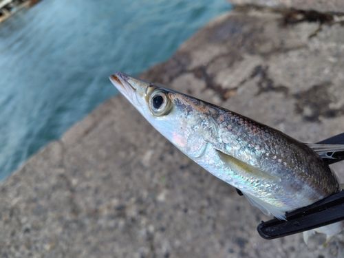 カマスの釣果