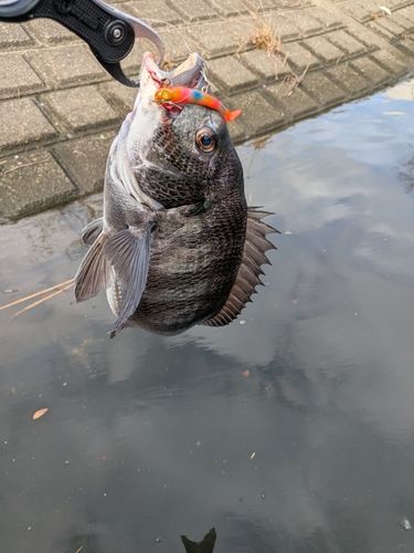 チヌの釣果