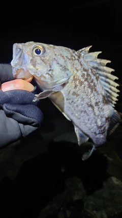 クロソイの釣果