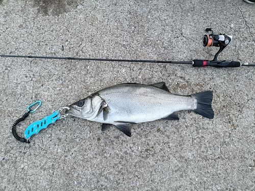 セイゴ（ヒラスズキ）の釣果