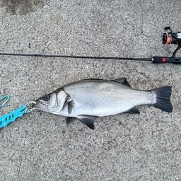 セイゴ（ヒラスズキ）