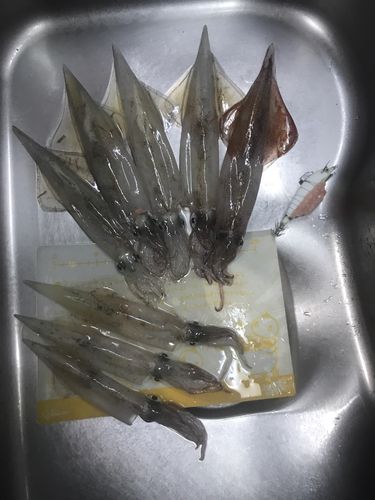ヤリイカの釣果