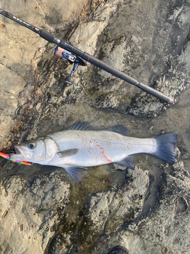 ヒラスズキの釣果