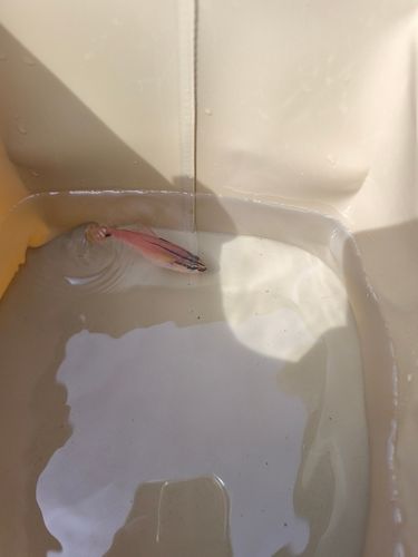 ネンブツダイの釣果