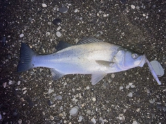 ヒラスズキの釣果