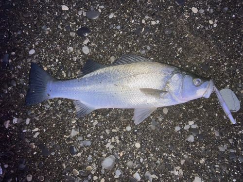 ヒラスズキの釣果
