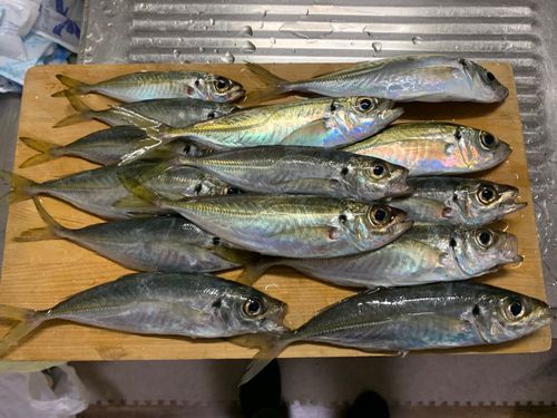 アジの釣果