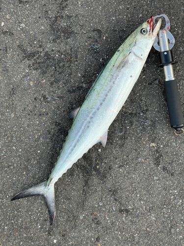 サゴシの釣果