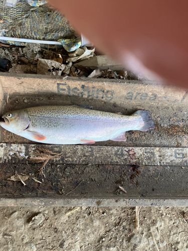 ニジマスの釣果