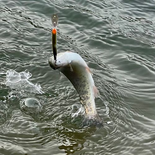 ニジマスの釣果