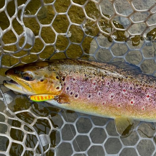 ブラウントラウトの釣果