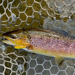 ブラウントラウト