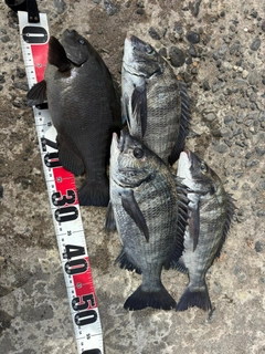 メジナの釣果