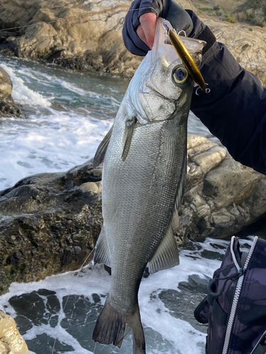 ヒラスズキの釣果