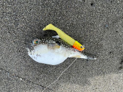 クサフグの釣果