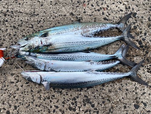 サゴシの釣果