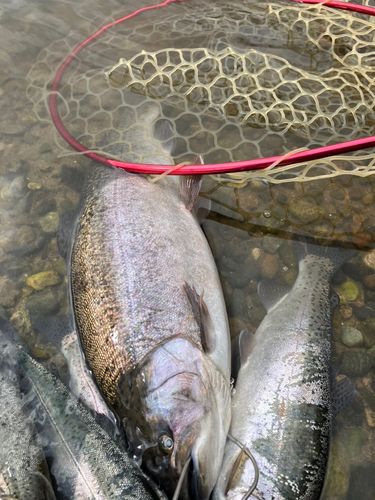 トラウトの釣果